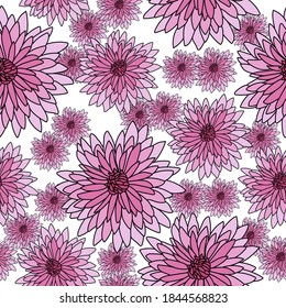 Patrón sin foco de crisantemo rosa sobre fondo blanco, floración brillante con muchos pétalos pequeños dispuestos al azar, ilustración vectorial para el diseño