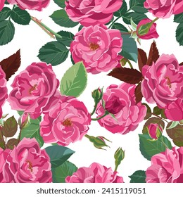 Seamless pattern of pink roses, leaves, bud and stems on white background, vector botanical illustration