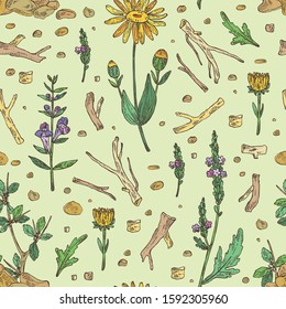 Seamless pattern with plant: verbena flowering branch, arnica montana flowers, resin of myrrh, baikal skullcap flowering branch and root. Cosmetic and medical plant. Vector hand drawn illustration