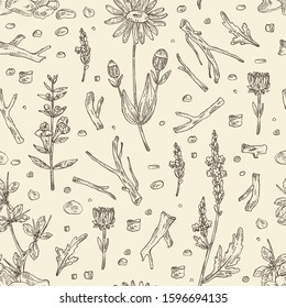 Seamless pattern with plant: verbena flowering branch, arnica montana flowers, resin of myrrh, baikal skullcap flowering branch and root. Cosmetic and medical plant. Vector hand drawn illustration