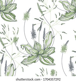 Seamless pattern of plantain with flowers and leaves on white background. Hand-drawn vector illustration.