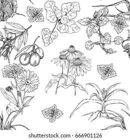 Seamless pattern with plants and flowers that are used in medicine and cosmetics, monochrome