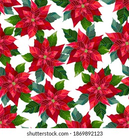 Seamless pattern with poinsettia flowers, vector illustration