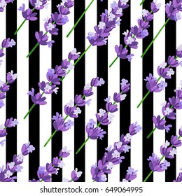 Seamless pattern of provence violet lavender flowers on black stripes. Vector illustration. Background design for natural cosmetics, beauty store, health care products, perfume, essential oil. 