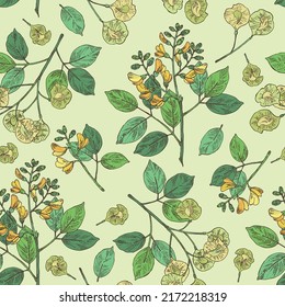 Seamless pattern with pterocarpus marsupium: pterocarpus marsupium plant, leaves, seeds and pterocarpus marsupium flowers. Indian kino tree. Cosmetic, perfumery and medical plant. Vector drawn