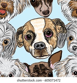 Seamless pattern purebred cute character portrait dogs. Hand drawn vector wallpaper surface texture with small puppy Bolognese, Toy Terrier, Beagle, Cocker Spaniel. Friendly doggy endless background. 