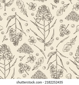Seamless pattern with rapeseed: brassica napus plant, seeds and  rapeseed flowers. Brassica napus. Vector hand drawn illustration. 