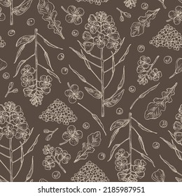 Seamless pattern with  rapeseed: brassica napus plant, seeds and  rapeseed flowers. Brassica napus. Vector hand drawn illustration. 