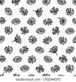 Seamless pattern with Realistic Botanical black ink sketch of chicory flowers, isolated on white background, floral herbs collection. Medicine plant. Vintage rustic vector illustration