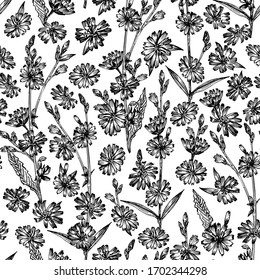 Seamless pattern with Realistic Botanical black ink sketch of chicory flowers, isolated on white background, floral herbs collection. Medicine plant. Vintage rustic vector illustration