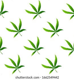 Seamless pattern with realistic cannabis leaf or health hemp. Marijuana texture for print, wallpaper, web, poster, card, sale. Vector Illustration