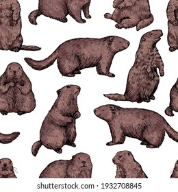 Seamless pattern of realistic groundhogs, marmot. Hand drawn vector illustration. Woodchuck colored retro ornament. Design for fabric, textile, wallpaper, print, background, Groundhog Day decor, card.