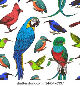 Seamless pattern with red cardinal bird, hummingbird, kingfisher, quetzal, ara parrot, purple honeycreeper. Animals illustration. Tropical birds. Hand drawn vector illustration.