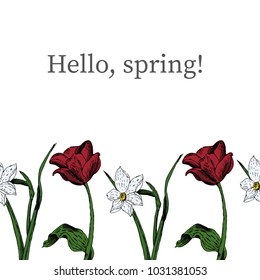 Seamless pattern with red tulip and white daffodil. Hello Spring. Hand drawn sketch vector design