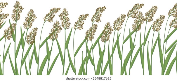 seamless pattern with reed, vector drawing wild plants at white background, floral border, hand drawn botanical illustration