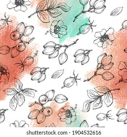 Seamless Pattern with Rosa canina . Detailed hand-drawn sketches, vector botanical illustration.