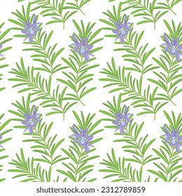 Seamless pattern - rosemary blooming on a white background.