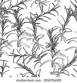 Seamless pattern with rosemary hand drawn elements. Editable set for packaging design with rosemary branches with flowers on white background.