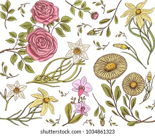 Seamless pattern. Roses with leaves and buds. Wedding botanical flowers in the garden or spring plant. ornament or decor. engraved hand drawn in old victorian sketch.