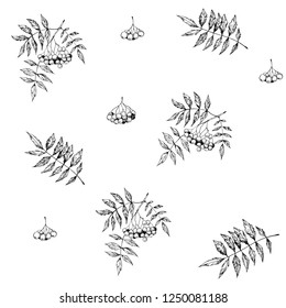 Seamless pattern with rowan leaves and berries. Hand drawn vector illustration