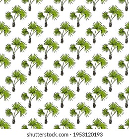 Seamless pattern with Sabal palm, or cabbage-palm (Sabal palmetto), state tree of Florida and South Carolina. Vector illustration