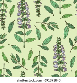 Seamless pattern with sage, branch of sage, leaves and flowers. Cosmetic, perfumery and medical plant. Vector hand drawn illustration.