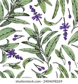 Seamless pattern with sage flower with leaves. Salvia herbal tea, organic foliage. Agricultural or wild medical plant. Botanical floral vector hand drawn illustration on white