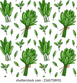 Seamless pattern with sage leaves and bunches. Hand drawn greens and leaf vegetables. Vector illustration in colored sketch style