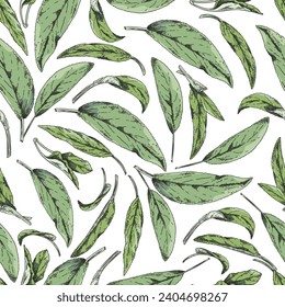 Seamless pattern with sage leaves, vector illustration on white background. Hand drawn colored green sketch foliage, botanical element. Decorative backdrop with engraved style plant. Spice ingredient