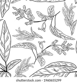 Seamless pattern with sage plant, hamd drawn floral background