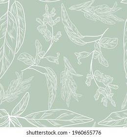 Seamless Pattern With Salvia Sage Plant, Herbal Pattern