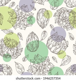 Seamless pattern with saussurea laniceps: plant, snow lotus flowers and leaves. Limnanthes alba. Cosmetic and medical plant. Vector hand drawn illustration