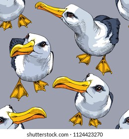 Seamless pattern. Seagull (Albatross). View from different sides on a gray background. Vector illustration.