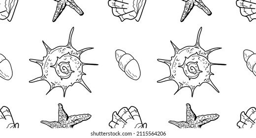 Seamless pattern of seashells. Set of seashells for background and design. Set of hand drawn seashells for web design. Set of isolated sea shells on a white background. 