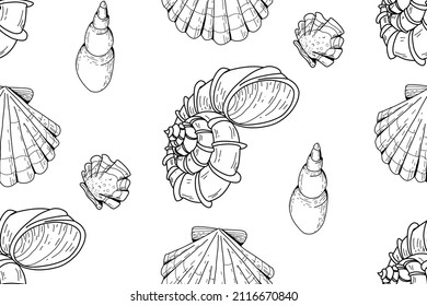 Seamless pattern of seashells. Set of seashells for background and design. Set of hand drawn seashells for web design. Set of isolated sea shells on a white background. 