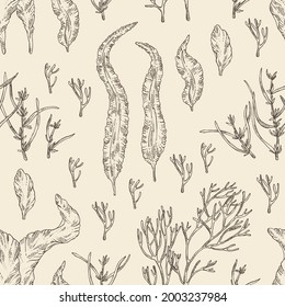 Seamless pattern with seaweed, algae: aonori, monostroma, sargassum fusiform, hijiki seaweed, kombu, laminaria japonica, ahnfeltia plicata. Green, brown and red algae. Edible seaweed. Vector hand