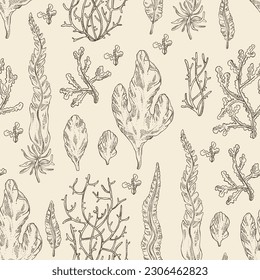 Seamless pattern with seaweed, algae: laminaria, ulva seaweed, cladosiphon okamuranus, phyllophora nervosa. Green, brown and red algae. Edible seaweed. Vector hand drawn illustration