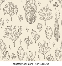 Seamless pattern with seaweed, algae: ulva, enteromorpha, rhodymenia palmata,irish moss. Green and red algae. Edible seaweed. Vector hand drawn illustration