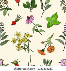 Seamless pattern with a set of medicinal herbs and plants. Collection of hand drawn flowers and herbs. Botanical plant illustration. Vintage medicinal herbs sketch. 