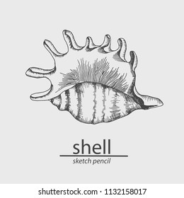 Seamless pattern with shells and corals. Sketch style. Vector