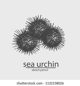 Seamless pattern with shells and corals. Sketch style. Vector