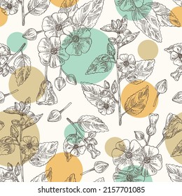 Seamless pattern with sida cordifolia: sida cordifolia plant, bala leaves and sida cordifolia flowers. Bala. Cosmetic, perfumery and medical plant. Vector hand drawn illustration.