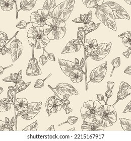 Seamless pattern with sida cordifolia: sida cordifolia plant, bala leaves and sida cordifolia flowers. Bala. Cosmetic, perfumery and medical plant. Vector hand drawn illustration.