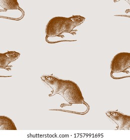 Patrón sin foco de bocetos grandes ratas rojas