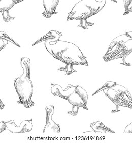 Seamless pattern of sketches of pelicans