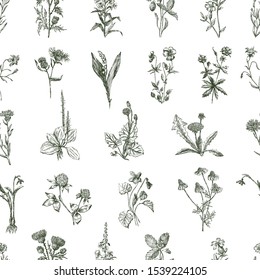 Seamless pattern of sketches of various wildflowers