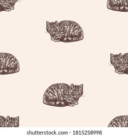 Seamless pattern of sketches young domestic cats