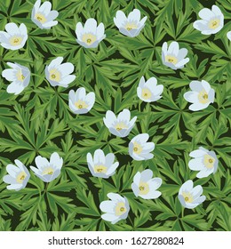 Seamless pattern of small white flowers on green leaves. Anemone (windflower). Vector.