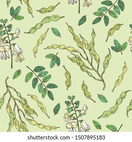 Seamless pattern with sophora japonica: branch, flower and pod of sophora japonica. Cosmetic and medical plant. Vector hand drawn illustration.