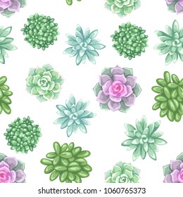 Seamless pattern with succulents. Echeveria, Jade Plant and Donkey Tails.